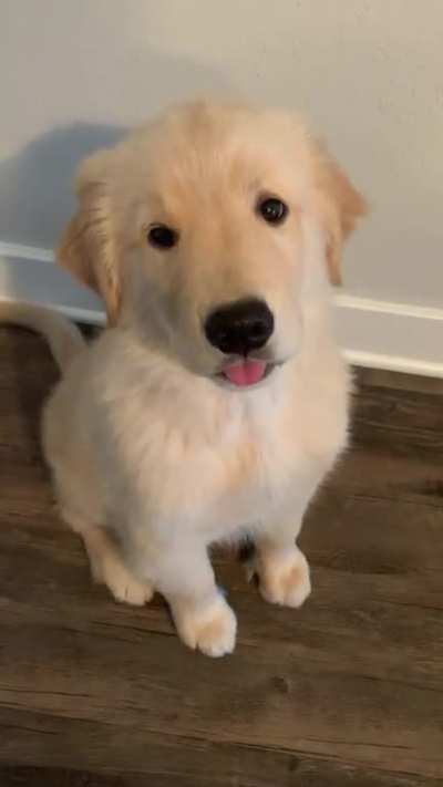 Sometimes Kevin’s tongue gets stuck on wiggle mode