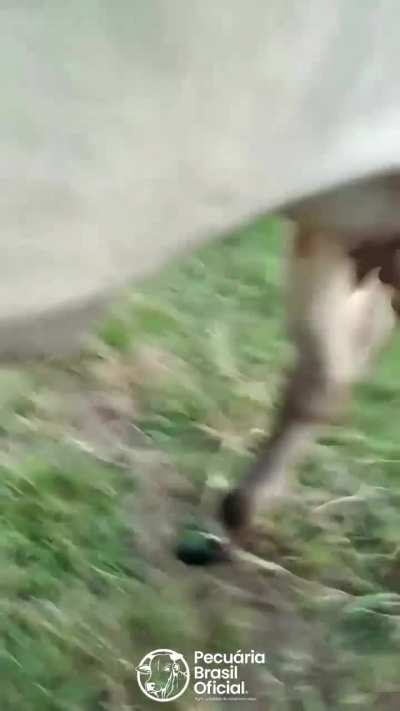 A cara da vaca