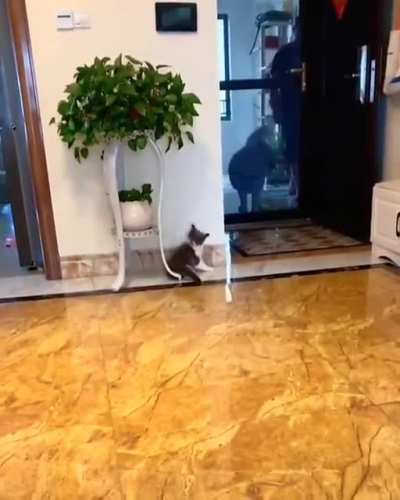 To scared a dog