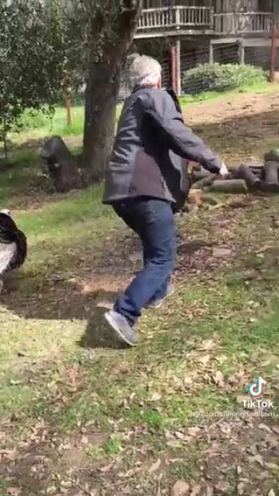 These wild turkeys don’t seem to know they are wild