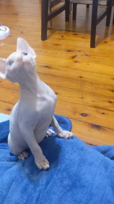 Play with freyja