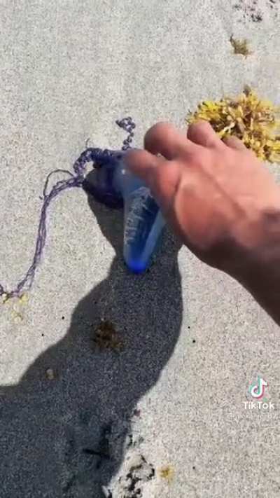 Person picks a Portuguese man o war. One of the most dangerous jellyfish.