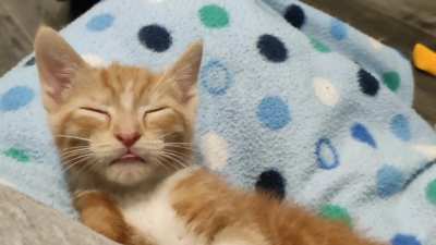Illegal sleepy blep