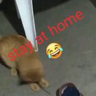 Even the cat knows what's up