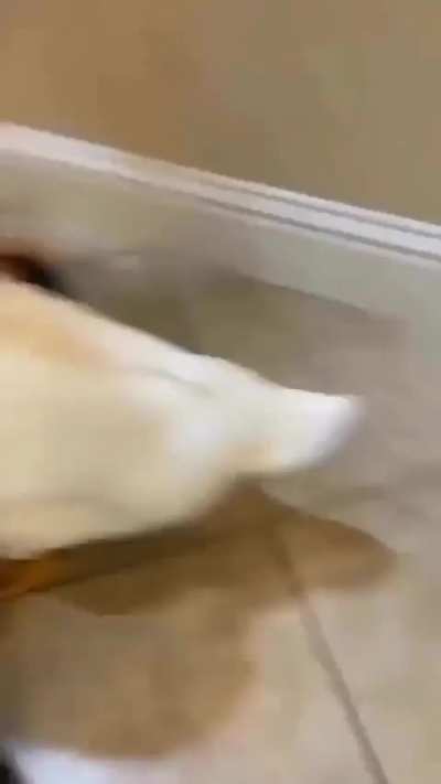Sweet Duck...