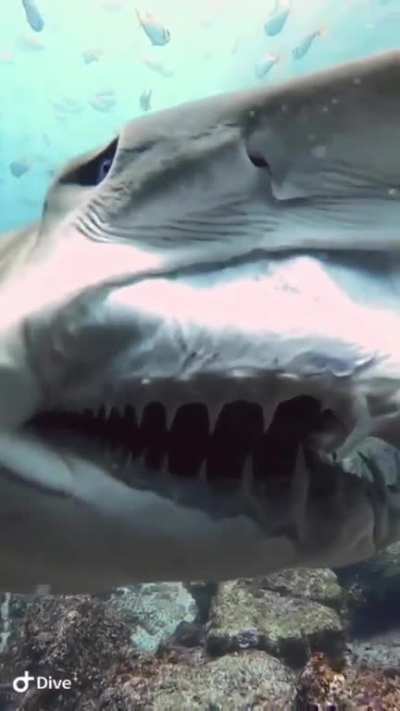 Interesting jaw anatomy of a shark