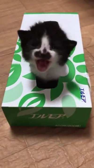 Cat-in-the-box