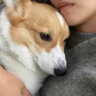 Sleepy corgi cuddle