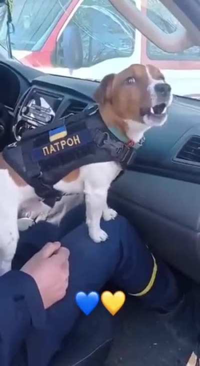 Say hello to Patron this gorgeous 2.5 year old Jack Russell has helped Ukrainian deminers find over 200 devices so far. Patron is also the official symbol of the International Coordination Center on Humanitarian De-Mining. (1st post more details)