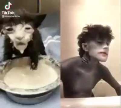 Milk cat.