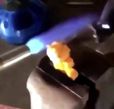 stupid cat