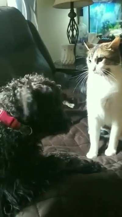 Cat hates dog, but dog loves cat