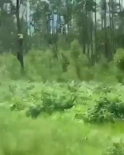 Погоня