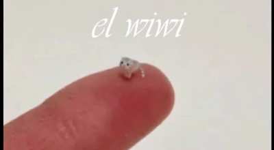 El wiwi (awesome)