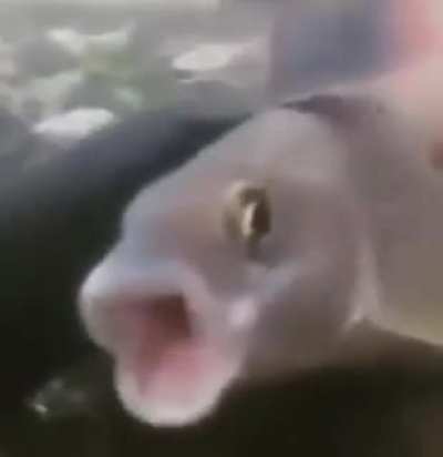 Fish segs
