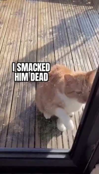 Never trust a cat