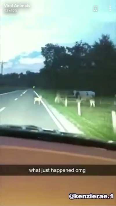 Cow attacks car