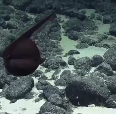 EXTREMELY UNUSUAL Fish spotted on the ocean floor (watch till the end) 