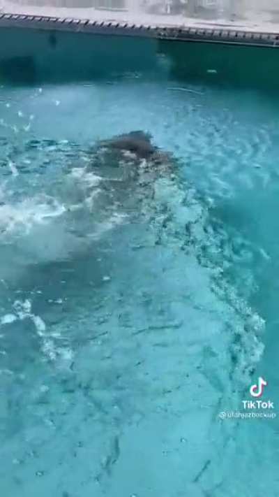 Showing off that ass (@utahjazbackup on TikTok)