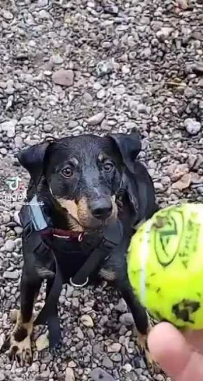 The ball.