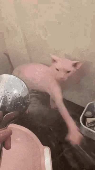 Bingus jumpscare