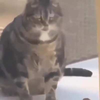 WWE Kitty