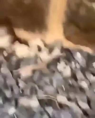 Hiding from the cat