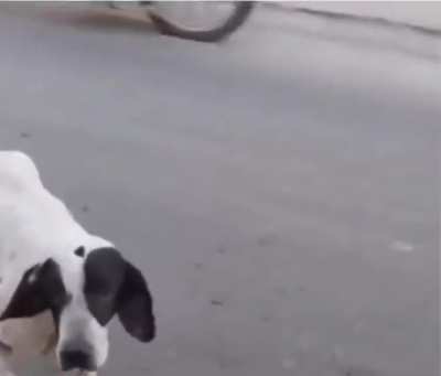 The dog cheats to get food