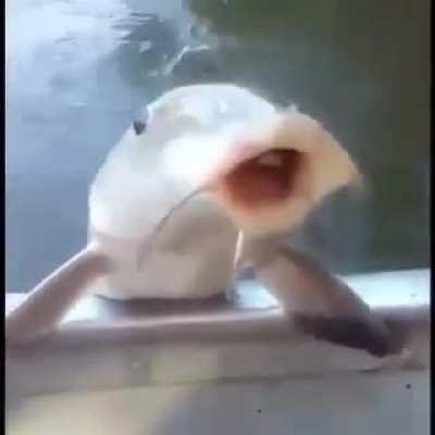 NOOOOOOOO