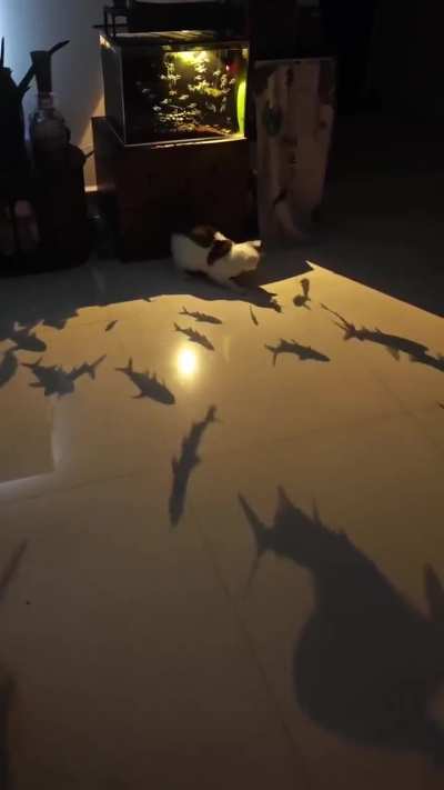 Aww