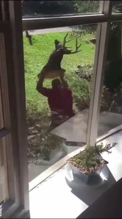 Oh deer