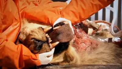 Making a dead Lion roar