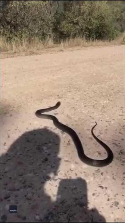 So if I don’t attack it, the snake leaves? (credit to Alex Reynolds, Queensland Australia)