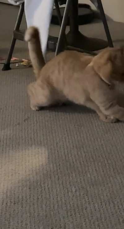 He sits on his toys and then loses his mind