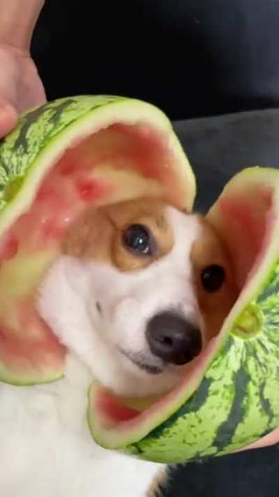 Have you ever seen this kind of watermelon?