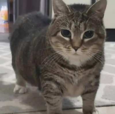 Kedi.