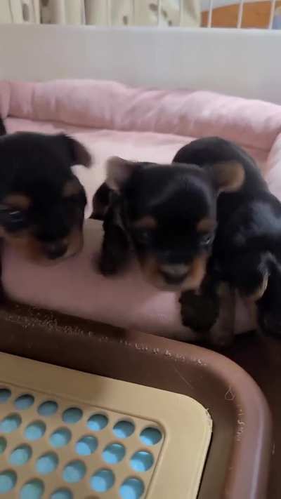 Yorkie puppies born on July 09