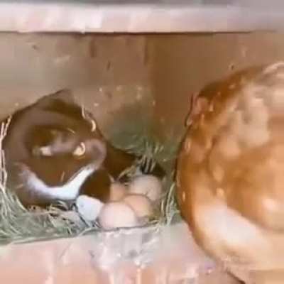 We decided to co-parent them…