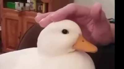 who is a good duck?