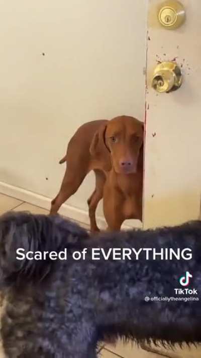 Even dogs have issues. [Not OC]