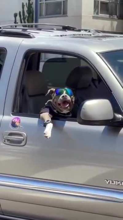 That dog is significantly cooler than I'll ever be