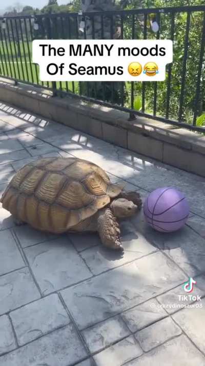 Seamus (that's the turtle)