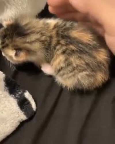 Cute screem?