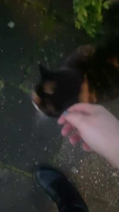 One of my friends. She’s a ittle buddy who walks with me for a bit every time I get my groceries