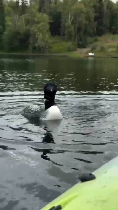 🔥 Kayaker's close encounter with a loon and her loonlet