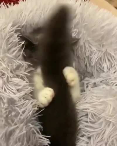 Beautiful cat
