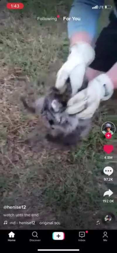 There ya go raccoon