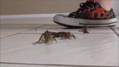 Converse Craw Crush