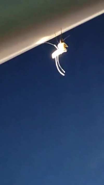 mosquito goes AAAAAAAAAAA