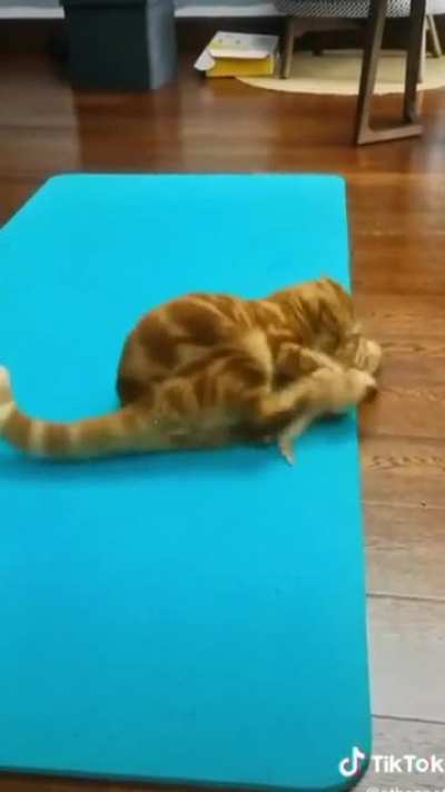 Cats don’t respect vulnerabilities